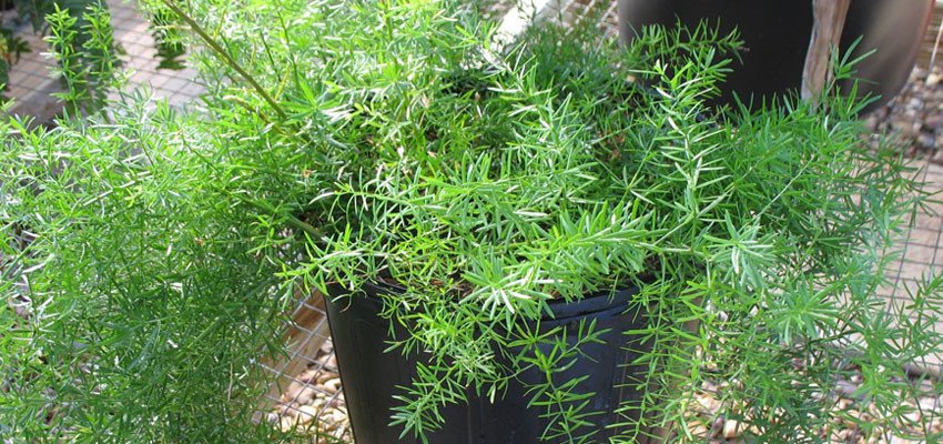 Asparagus sprengerii
