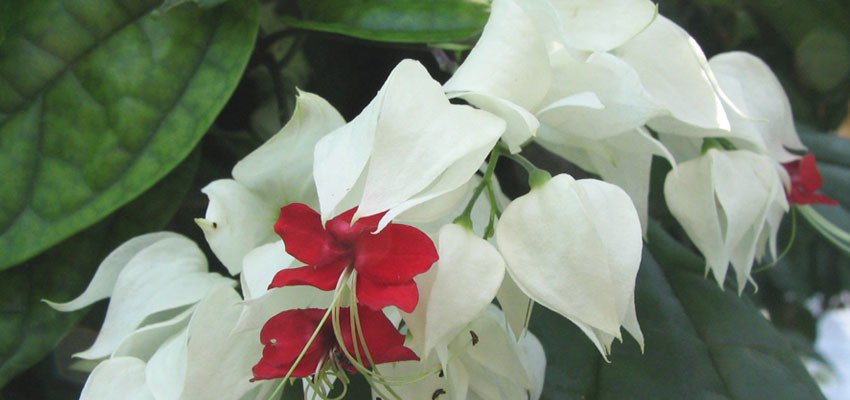 Cleredendron Thompsonii