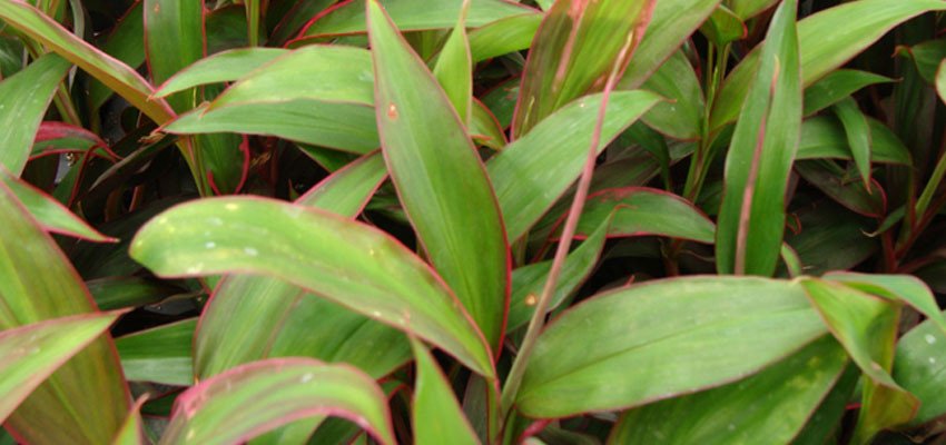 Cordyline baby doll