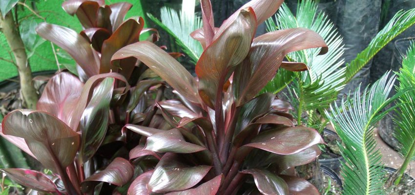 Cordyline ctc choclate hybrid