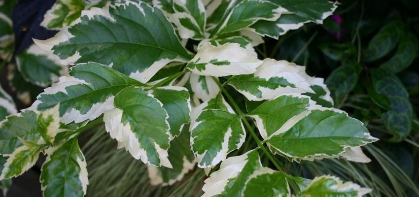 Duranta repens variegata