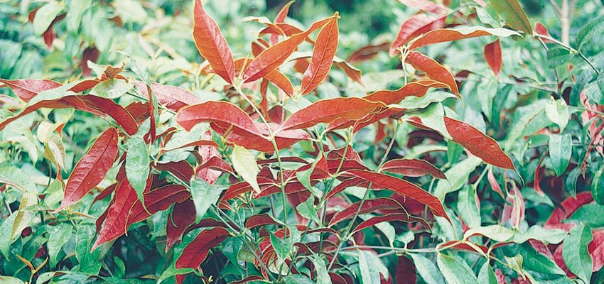 Excoecaria bicolor