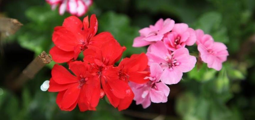 Pelargonium peltatum