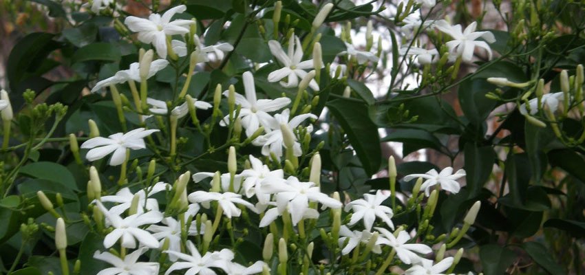 Jui-Jasminum auriculatum