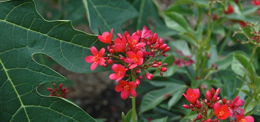 Jatropha integerrima