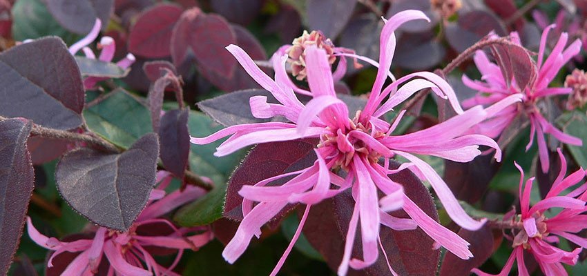 Loropetalum Chinense