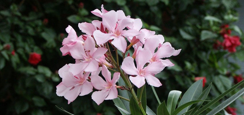 Nerium oleander roseum