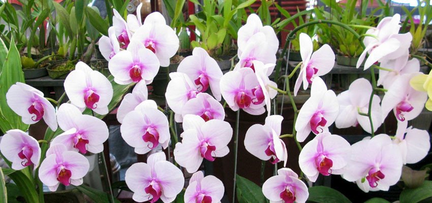 Phalaenopsis hybrids