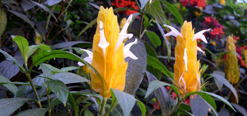 Pachystachys lutea