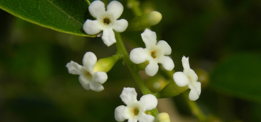 Citharexylunm quadrangulare