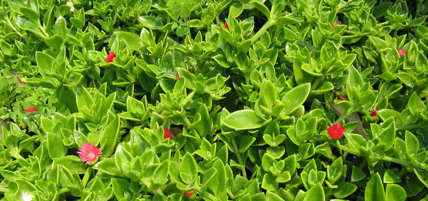 Aptenia cordifolia