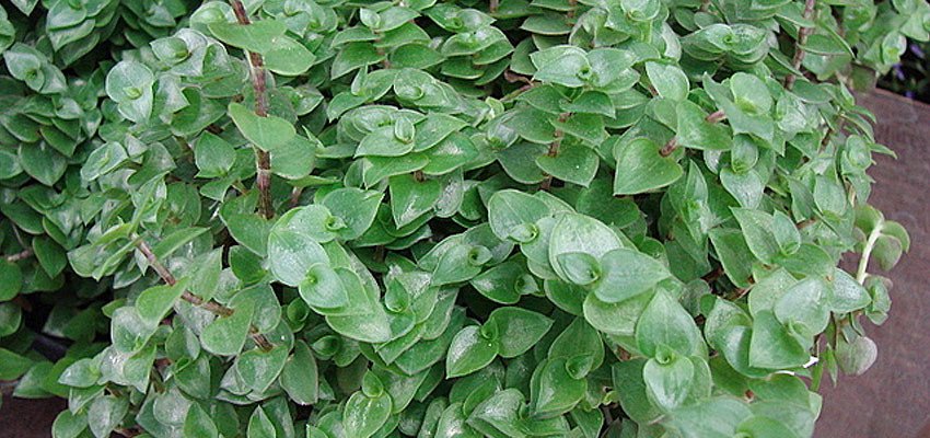 Callisia repens