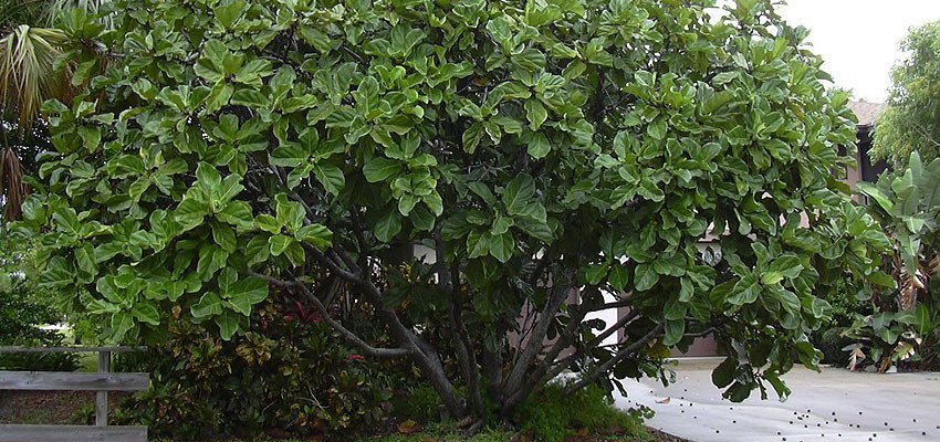 Ficus lyrata