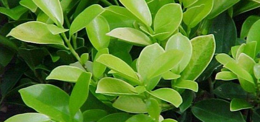 Ficus benjamina panda
