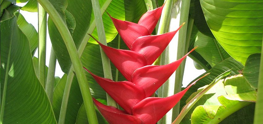Heliconia caribaea purpurea