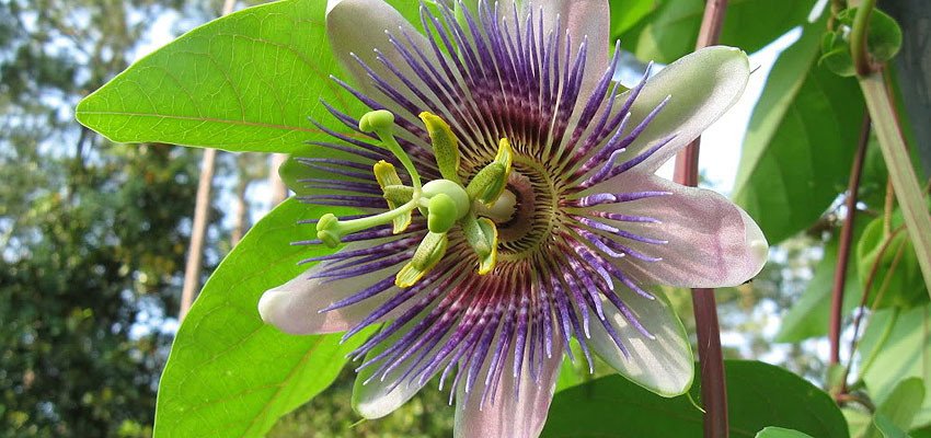 Passiflora caerulea hybrida