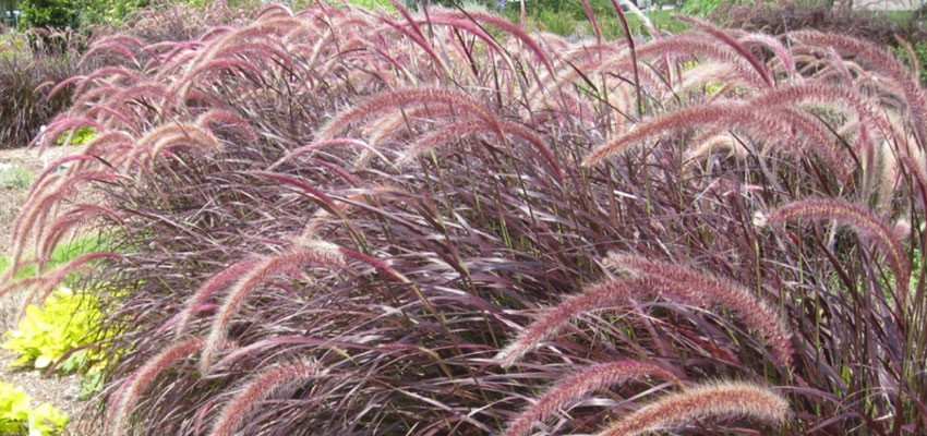 Pennisetum rueppeli