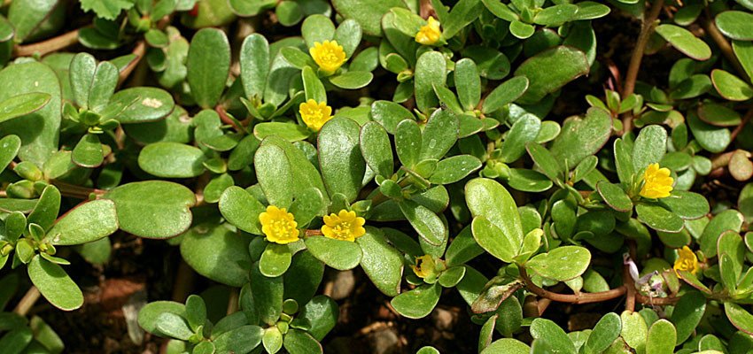 Portulaca olracea yellow
