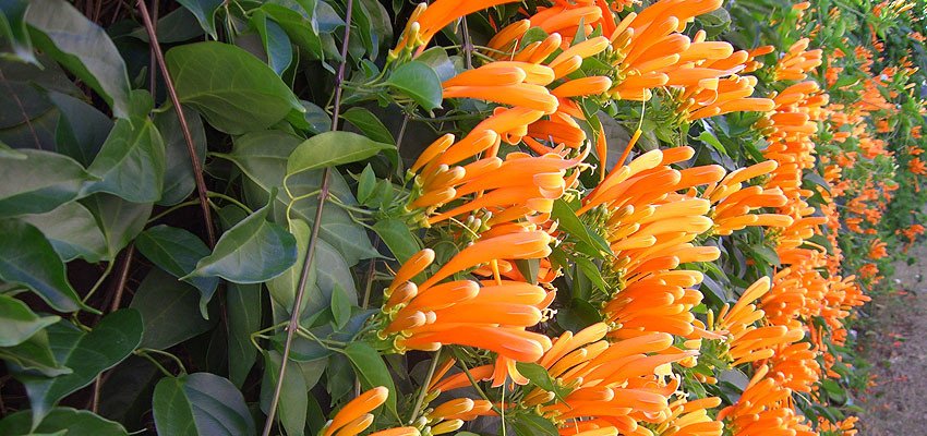 Pyrostegia venusta
