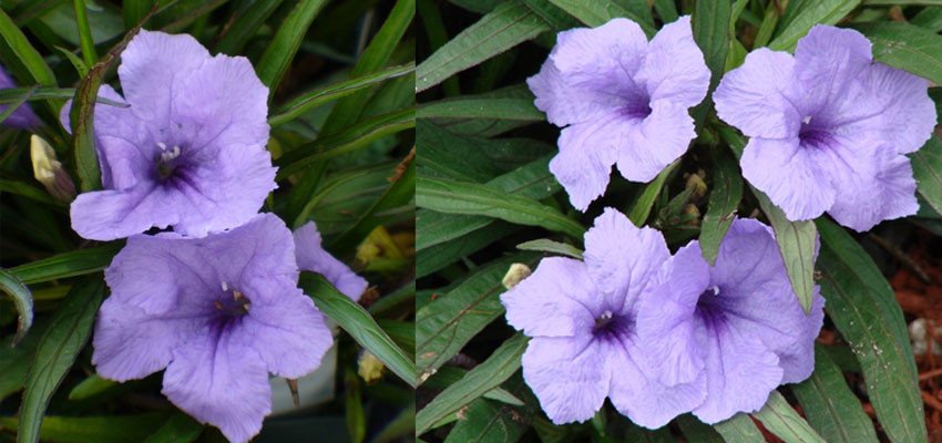 Ruellia brittoniana