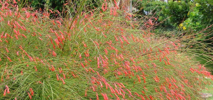 Russelia equisetiformis, Russelia juncea