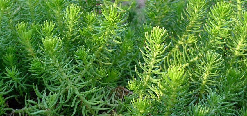Sedum rupestris