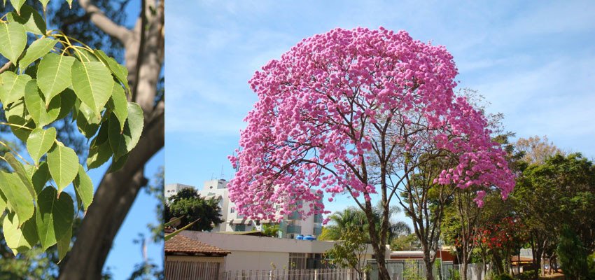 Tabebuia avellanedae