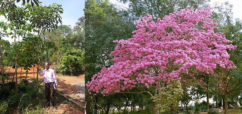 Tabebuia rosea