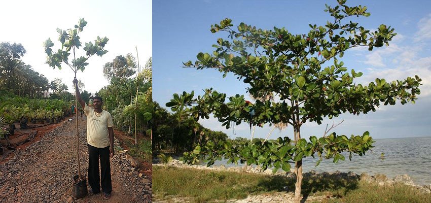 Badam – Terminalia catappa
