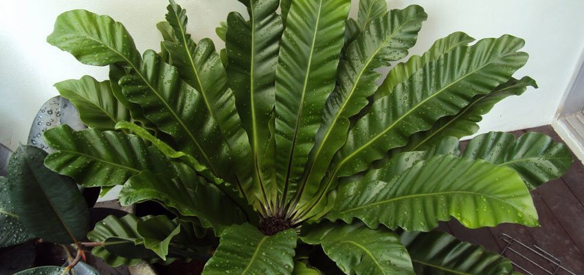 Birdnest fern
