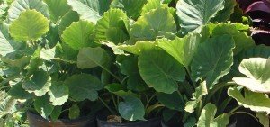 Alocasia macrorrhiza variegata