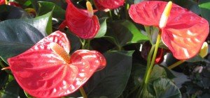 Anthurium andreanum pot plant cultivars
