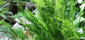 Asparagus pyramidalis