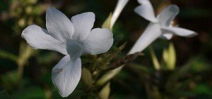 Barleria species alba