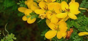 Cassia biflora