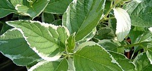 Hydrangea macrophylla variegata