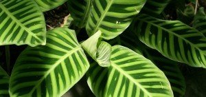 Maranta zebrina, Calathea zebrina