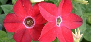 Nicotiana alata