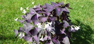Oxalis triangularis