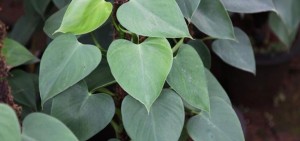 Philodendron pittieri