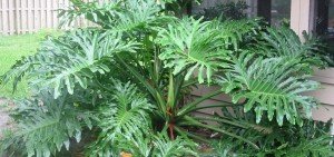 Philodendron selloum