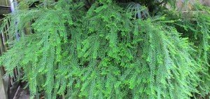 Phyllanthus multiflorus