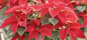 Euphorbia pulcherrima tukai red early