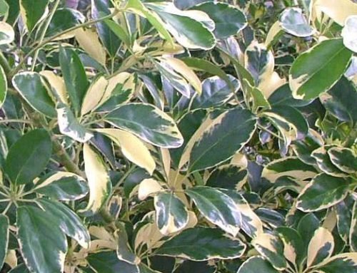 Schefflera arboricola variegata