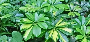 Schefflera arboricola