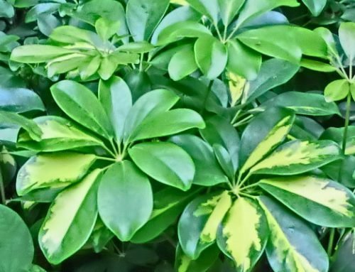 Schefflera arboricola