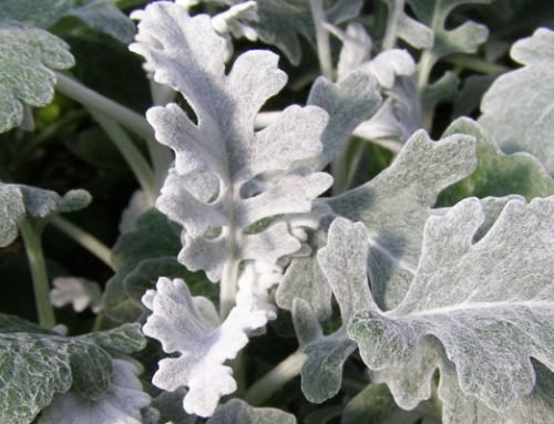 Senecio cineraria silver dust