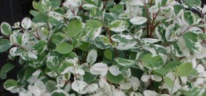 Breynia nivosa, Phyllanthus nivosus