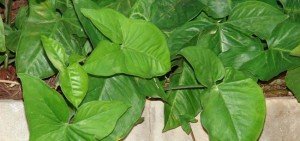 Syngonium podophyllum albolineatum