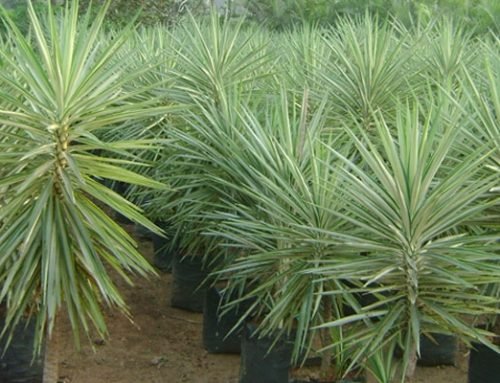 Yucca species silver